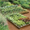 Vegetable Garden
